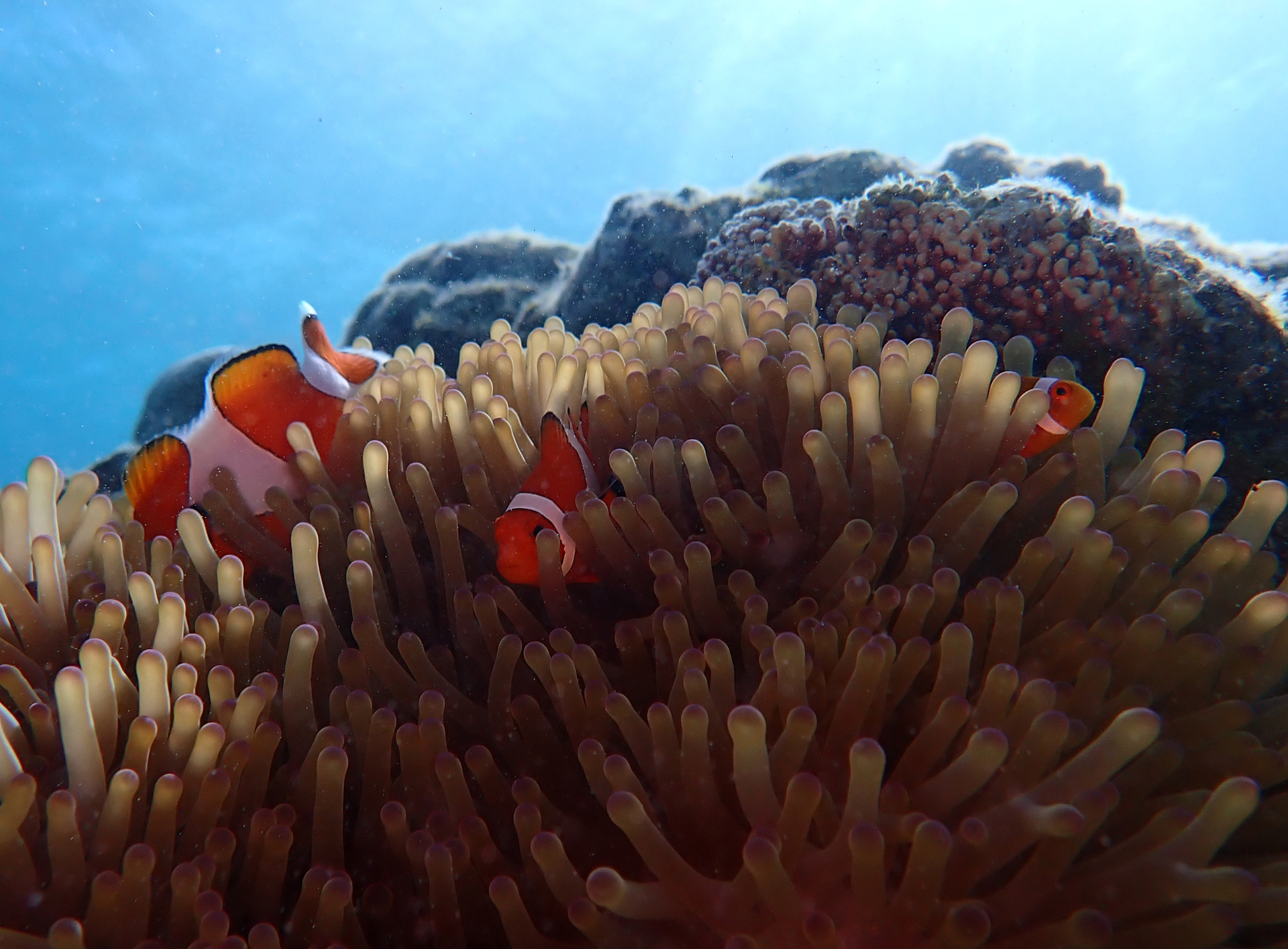石垣島の海はまるで天然水族館！初心者向けシュノーケリング体験