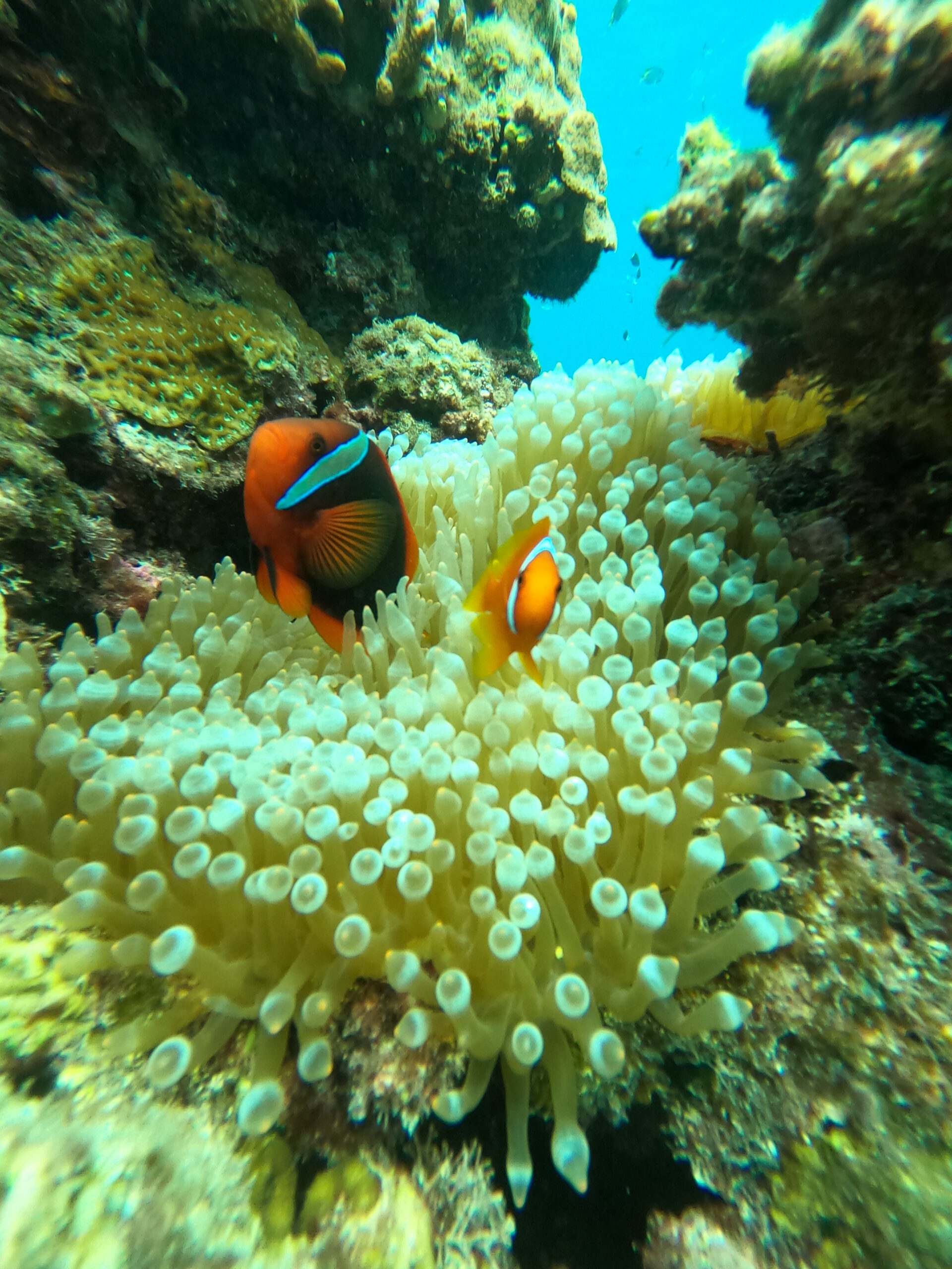 【ウミガメ＆カクレクマノミに会える】天然水族館シュノーケリング！2大ポイント巡り♪ サンゴ礁の熱帯魚も満喫｜初心者・お子様歓迎＜写真・動画無料＞